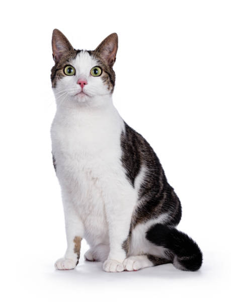 Four Fixes for Feline Behavior Issues