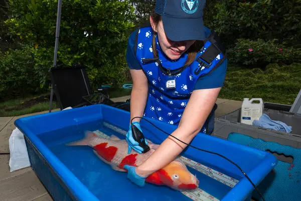 Koi fish being inspected by a caretaker