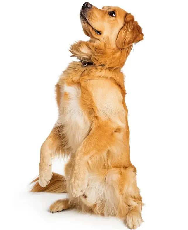 Dog balancing on hind legs