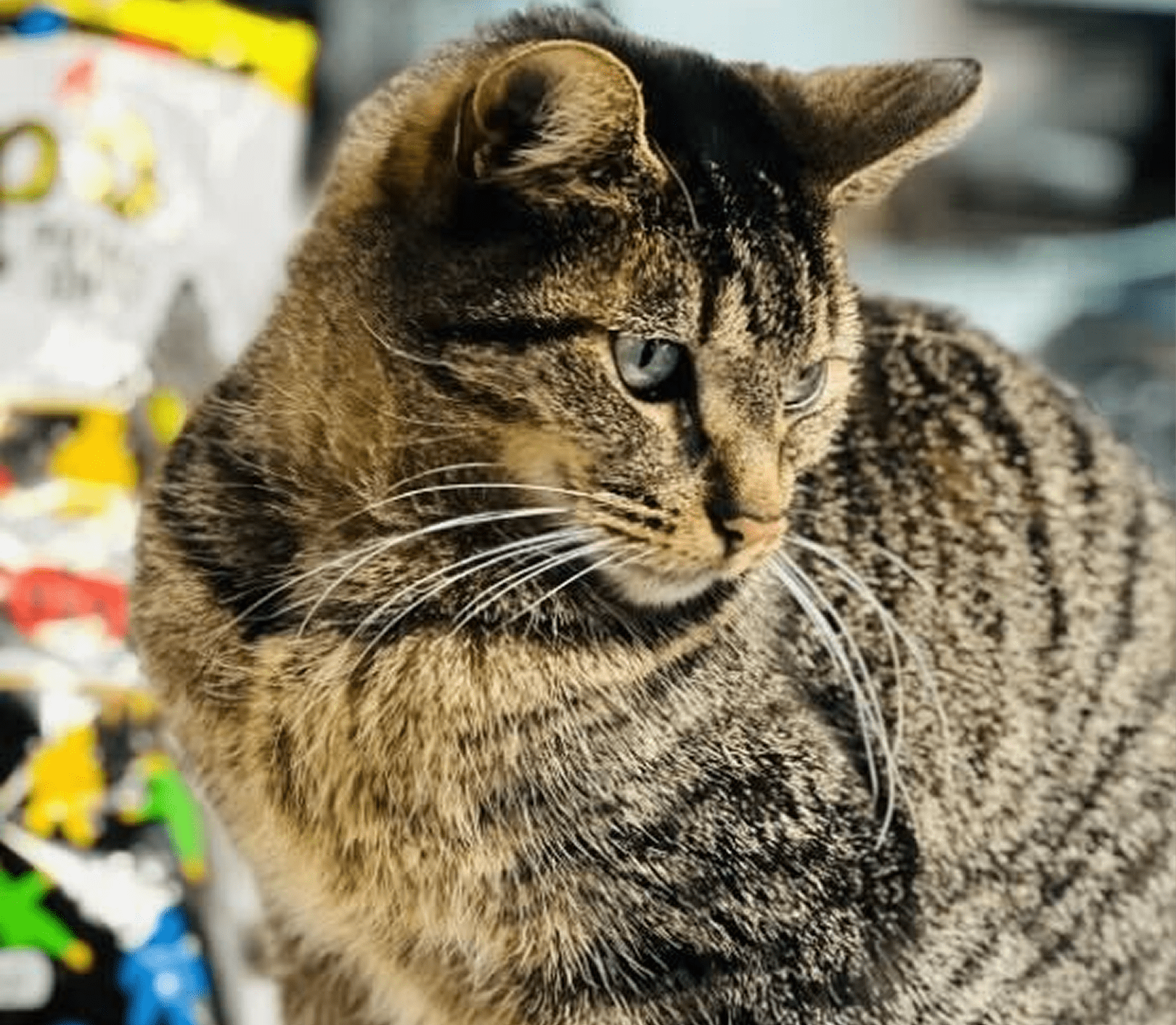 Close-up of a cat's curious gaze