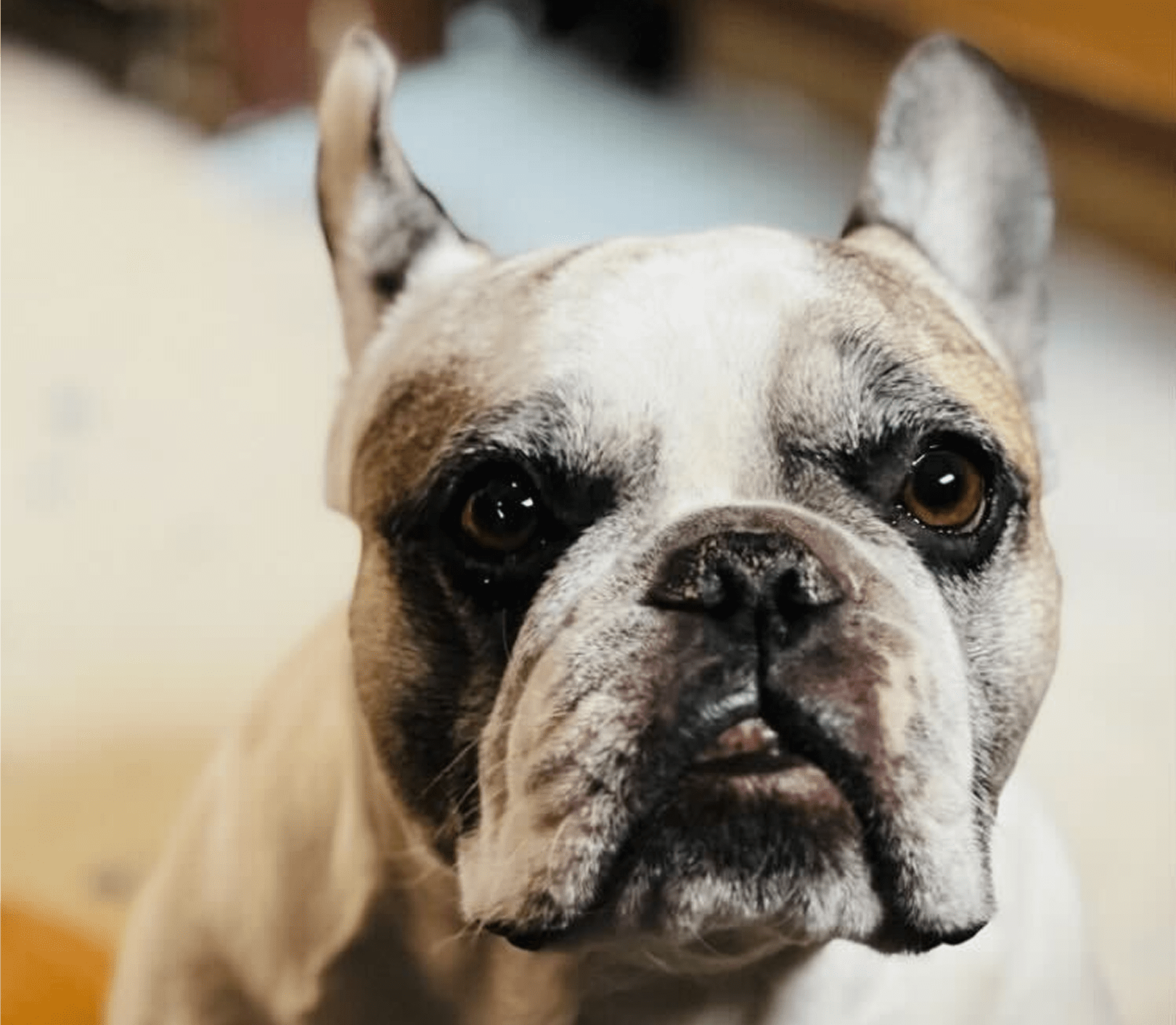 Alert French bulldog with perky ears