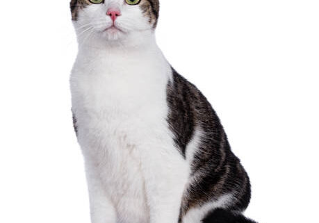 Curious cat with green eyes