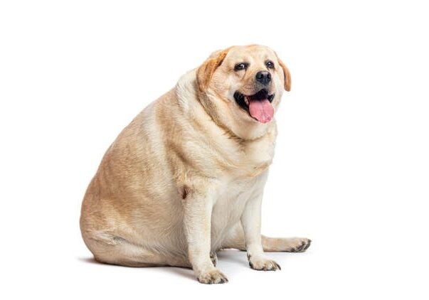 Smiling Labrador sitting on white background